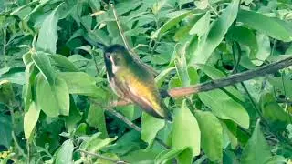 HUMMINGBIRD AVIARY BIRDS ARIZONA SONORA DESERT MUSEUM part 2