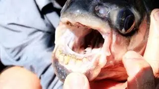 Piranha fish cousin Pacu likes to bite men in the balls