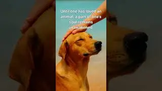 Show kindness to animals #wisdom #humanity #shorts