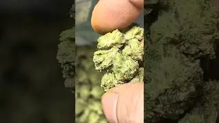 thcaking White Zerbert greenhouse smalls
