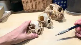 How to differentiate a domestic cat, bobcat, and puma skull