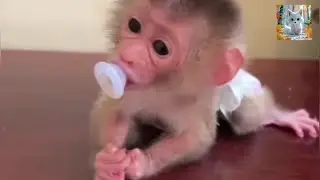 A kind family rescued an orphaned baby monkey from the wild, nursing it back to health with love.