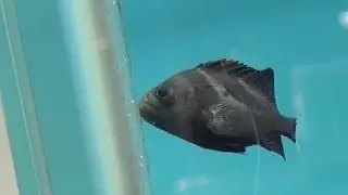 コショウダイ　Crescent sweetlips　Plectorhinchus cinctus