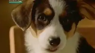 Advantage Flea Control Commercial 1999