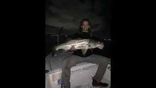 Snook Fishing Stuart Florida (INSANE!!!)