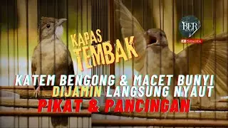 PIKAT PANCINGAN KAPAS TEMBAK ANTI GAGAL !!! SALING SAHUT SUARA #masteranjernih #kapastembak #katem