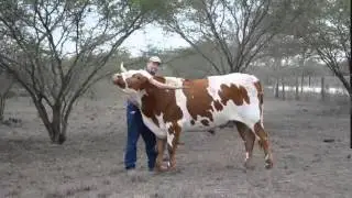 Texas Longhorn Cattle of The Vertically Challenged Cattle Co. (12/16/2012)