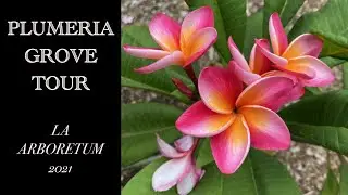 TONS of Plumeria's at The LA Arboretum and Botanic Garden are in bloom!