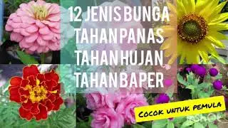 12 Bunga tahan panas dan hujan (dengan biji)