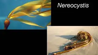 08 Phaeophyta