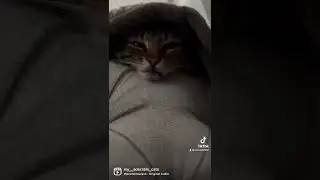 #scary #scared #cutecats#cat #catlover #fyp #shorts #subscribe #video #viral #horrible #scarytime