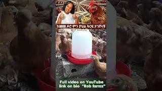 1000 layers profit  #poultry #business #farming #manufacturing #profit #eggs
