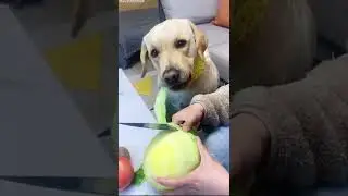 Dog moment | PETS HEART - Lovely Dog