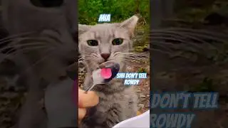 Мы стащили!😸 Красивый серый полосатый кот #шорты