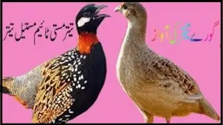 Teetar (Grey francolin)Calling His Mate Top10 Voice of Teetar Bird - Grey Francolin Teetar Ki Awaz