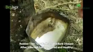BioJadi Power on Rubber
