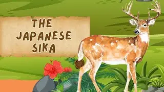 The Urban Sika:  Deer in the City