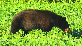 STUNNING Black Bear on the side of the trail in the Outer Banks!