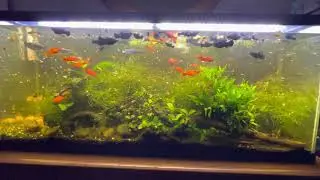 55 Gallon Planted Community Fish Tank Mixed Aquarium