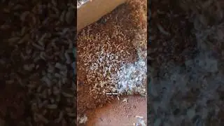 Chicks Homemade feed #birds #aseel #youtubeshorts #healthydiet #aseels