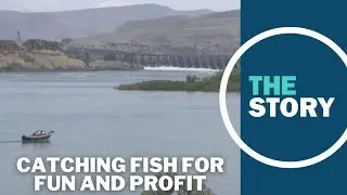 Anglers can net thousands of dollars reeling in 'nuisance' fish on the Columbia River