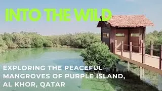 Into the Wild: Exploring the Peaceful Mangroves of Purple Island, Al Khor, Qatar
