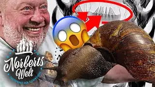 SCHREDDER-Z&auml;hne bei BEAUTY-SCHNECKE | Die riesige ACHATSCHNECKE | NORBERTS WELT | Zoo Zajac