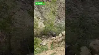 طبیعت زیبا 🌹 بلوچستان ایران لایک فالو یادتون نره 🪶🐐🐐