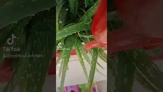 Aloevera plant Spiritual benefits