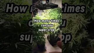 How many tines can you super crop? Idk but let's find out. #supercrop #za #gardening