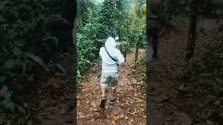 Les forets du Burundi:R&eacute;serve naturelle de Kigwena