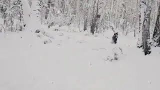 Playful young dog start run. Media. Winter weather for walk. Happy dog having fun outdoors. Young