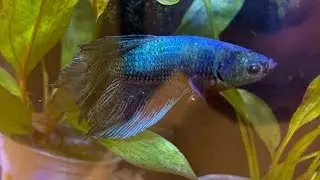 &ldquo;Daily Vlog day 14&rdquo;!#animals #cuteanimal #pets #reptiles #fish#love#dailyvideo #2026 