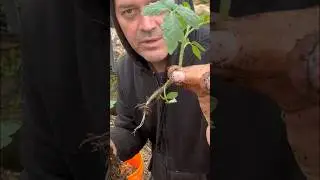 Tomato planting tips #tomatoplant #planttomatoes #tomatotips