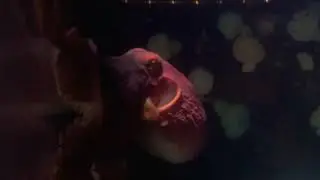 Canadianreefmasters visits the North pacific Giant Octopus at the Vancouver aquarium