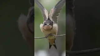 Look at this baby Barn Swallow stretch its wings #birdphotography #birdlife #nature #naturephoto