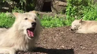 Lazy Pair of Wolves Try to Howl Together