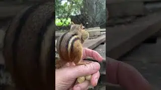 Chipmunk Begs For Peanuts #shorts #chipmunks #peanuts