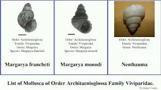 List of Mollusca of Order Architaenioglossa Family Viviparidae. viviparus margarya bellamya River