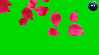 Rose Leaf  Greenscreen #rosegreenscreen #greenscreen #leafgreenscreen