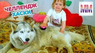 HTVS - VLOG: ЧЕЛЛЕНДЖ Вычесать Пушистика с собакой ХАСКИ Джайной ✿ Детские видео!