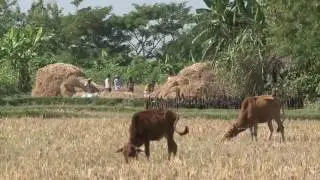 Char Development and Settlement Project Phase IV (CDSP IV), Bangladesh