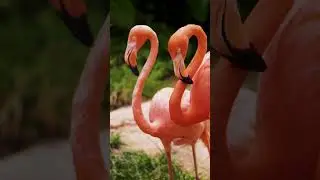 Flamingo sound | Flamingo sound video | Flamingo video  #animalsouds #animals