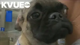 Austin Animal Center asking for help with overcrowding