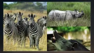 Even-toed Ungulate