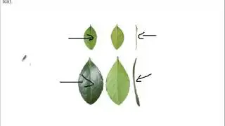 Siba Learning Zone - External Adaptation of Leaf   Thin leaf