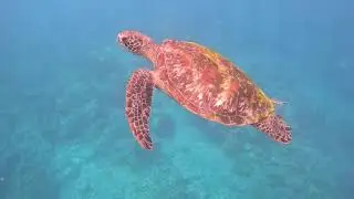 totue apo island