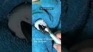 African grey parrot beak trim transformation #africangreyparrot #petbirds #beaktrim