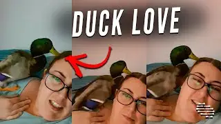 Duck, Mating Season, Turns All His Love and Attention to Owner