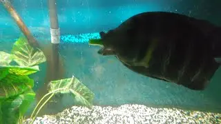 Zebra Tilapia Cichlid Eats Cucumber for the 1st Time !